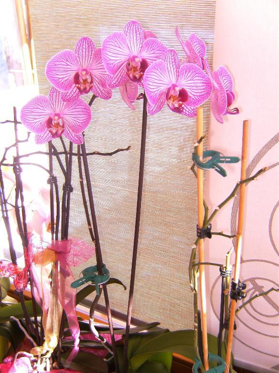 Pension Laerchenhof โดบริอาค ภายนอก รูปภาพ